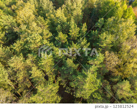Aerial drone view of stunning colorful autumn fall forest. 123812524