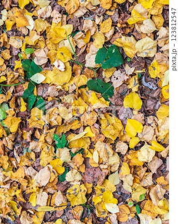 Orange and yellow fallen leaves in the sunlight. Orange and yellow fallen leaves in the sunlight. 123812547