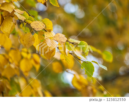 Birch branches with yellow leaves in autumn, in the light of sunset. Birch branches with yellow leaves in autumn, in the light of sunset. 123812550