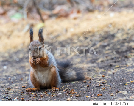 Squirrel in autumn hides nuts on the green grass with fallen yellow leaves 123812553
