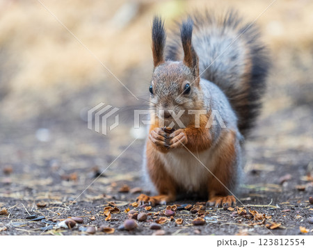 Squirrel in autumn hides nuts on the green grass with fallen yellow leaves 123812554