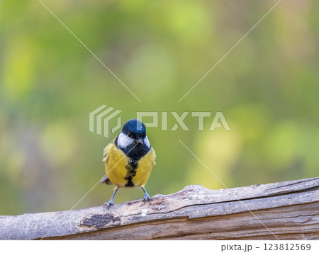 Cute bird Great tit, songbird sitting on the branch with blured background 123812569
