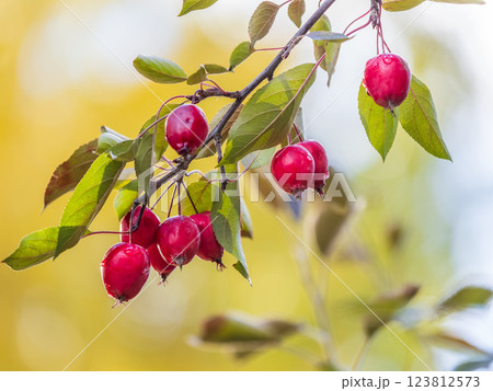 Bright red small wild apples among the yellow leaves in autumn. Bright red small wild apples among the yellow leaves in autumn. 123812573