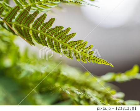 Common polypody fern Polypodium vulgare grows among thick moss. Common polypody fern Polypodium vulgare grows among thick moss. 123812581