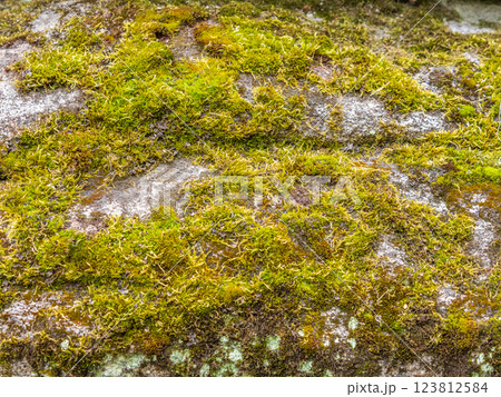 A pile of large stones in the forest, overgrown with moss and grass. 123812584