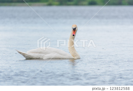 Graceful white Swan swimming in the lake, swans in the wild. Portrait of a white swan swimming on a lake. 123812588