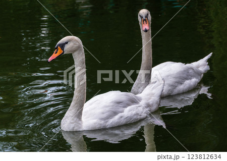 Two Graceful white Swans swimming in the lake, swans in the wild Two Graceful white Swans swimming in the lake, swans in the wild 123812634