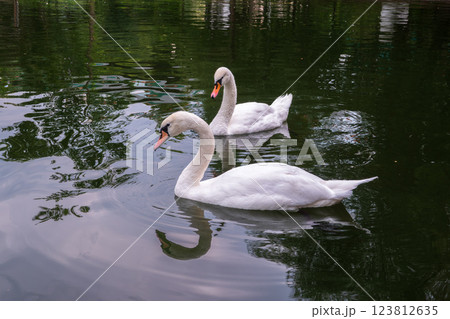 Two Graceful white Swans swimming in the lake, swans in the wild 123812635