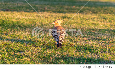 Eurasian hoopoe or Common hoopoe (Upupa epops) bird close-up on natural green grass background Eurasian hoopoe or Common hoopoe (Upupa epops) bird close-up on natural green grass background 123812645