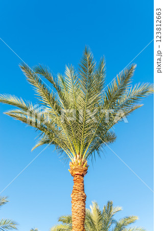 Palm tree with green leaves on blue background Palm tree with green leaves on blue background 123812663