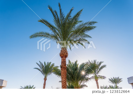 Palm tree with green leaves on blue background Palm tree with green leaves on blue background 123812664