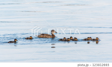 A family of ducks, a duck and its little ducklings are swimming in the water. The duck takes care of its newborn ducklings. Mallard, lat. Anas platyrhynchos A family of ducks, a duck and its little ducklings are swimming in the water. The duck takes care of its newborn ducklings. Mallard, lat. Anas platyrhynchos 123812693