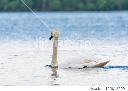 Graceful white Swan swimming in the lake, swans in the wild. Portrait of a white swan swimming on a lake. Graceful white Swan swimming in the lake, swans in the wild. Portrait of a white swan swimming on a lake. 123812699