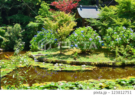 本土寺　 弁天堂と弁天池　あじさいとスイレン（千葉県松戸市） 123812751