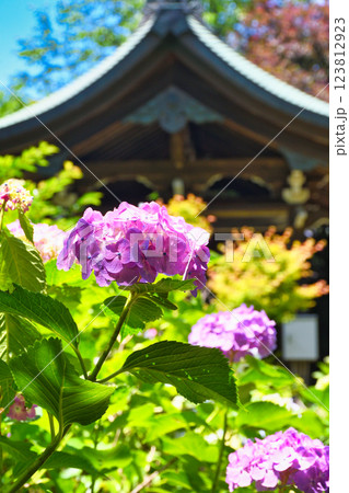 本土寺 美しいあじさい(千葉県松戸市) 本土寺 美しいあじさい(千葉県松戸市) 123812923