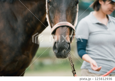 involved with horses 123812936