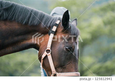 involved with horses 123812941