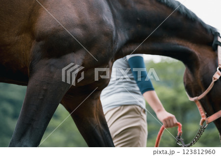 involved with horses 123812960