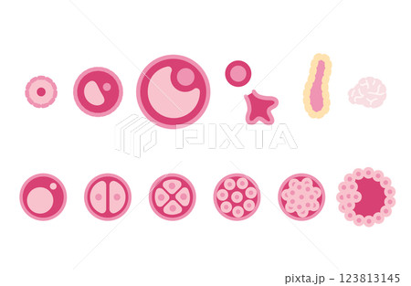 原始卵胞が受精卵になり胚盤胞になるまで 原始卵胞が受精卵になり胚盤胞になるまで 123813145