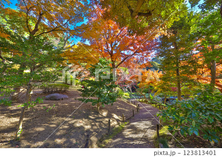 Serene Autumn Landscape with Vibrant Foliage Dec 6 2024 123813401
