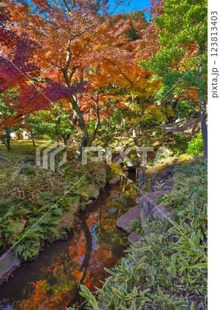 Forest With Stream Reflecting Vibrant Colored Leaves Dec 6 2024 Forest With Stream Reflecting Vibrant Colored Leaves Dec 6 2024 123813403