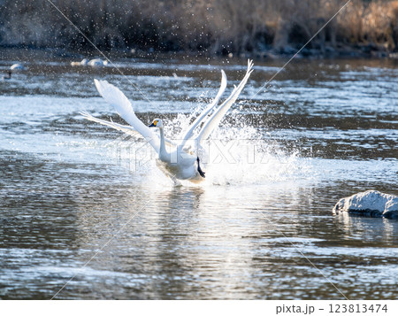 首都圏の荒川で越冬する優雅で美しい白鳥たち　追いかけっこ 123813474