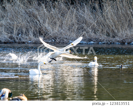 懸命に水面を走って飛び立つ2羽の白鳥 123813551