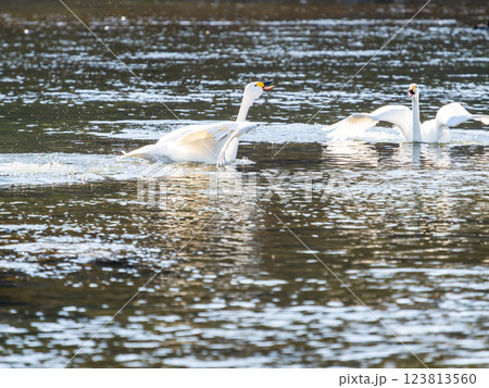 首都圏の荒川で越冬する優雅で美しい白鳥たち　羽ばたく姿 123813560