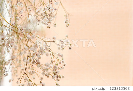 Dried baby's breath flower with bright background,copy space. selective focus. Dried baby's breath flower with bright background,copy space. selective focus. 123813568