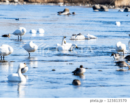 首都圏の荒川で越冬する優雅で美しい白鳥たちとカモ 首都圏の荒川で越冬する優雅で美しい白鳥たちとカモ 123813570