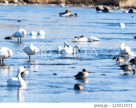 首都圏の荒川で越冬する優雅で美しい白鳥たちとカモ 123813572