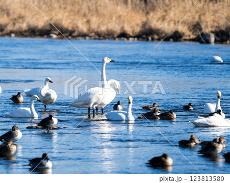 首都圏の荒川で越冬する優雅で美しい白鳥たちとカモ 123813580