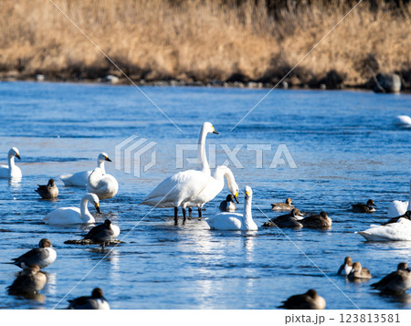 首都圏の荒川で越冬する優雅で美しい白鳥たちとカモ 首都圏の荒川で越冬する優雅で美しい白鳥たちとカモ 123813581