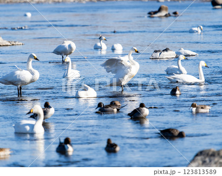 首都圏の荒川で越冬する優雅で美しい白鳥たちとカモ 首都圏の荒川で越冬する優雅で美しい白鳥たちとカモ 123813589