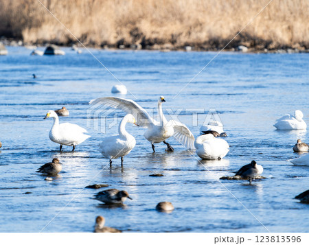 首都圏の荒川で越冬する優雅で美しい白鳥たちとカモ 123813596