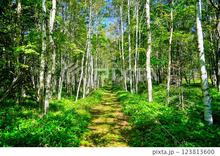 美しい白樺並木 123813600