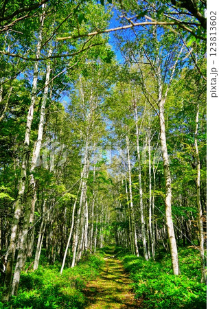 美しい白樺並木 123813602