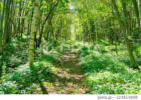 北海道の美しい白樺並木 北海道の美しい白樺並木 123813609