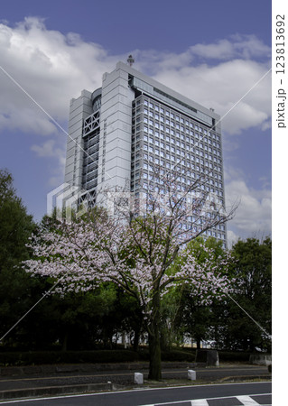 ビルと桜 ビルと桜 123813692