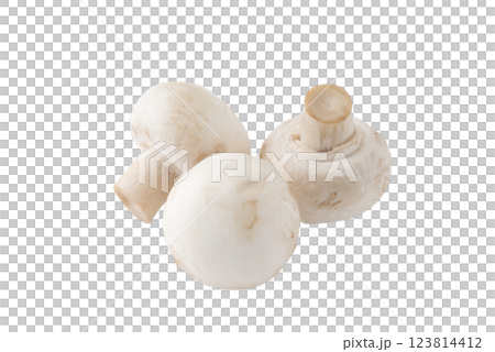 透明背景上的白色蘑菇（png） 123814412