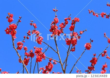 真っ赤な梅の花 紅千鳥(べにちどり) 真っ赤な梅の花 紅千鳥(べにちどり) 123814489