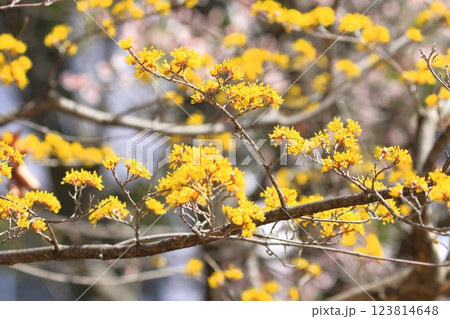 黄色い山茱萸(サンシュユ)の花 黄色い山茱萸(サンシュユ)の花 123814648