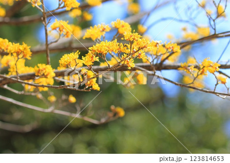 黄色い山茱萸(サンシュユ)の花 黄色い山茱萸(サンシュユ)の花 123814653
