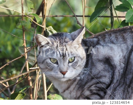 見つめるサバトラ猫 見つめるサバトラ猫 123814654