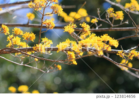 黄色い山茱萸（サンシュユ）の花 123814656