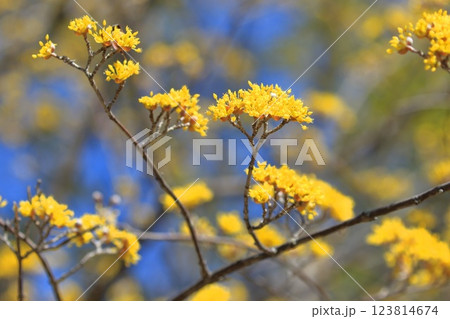 黄色い山茱萸（サンシュユ）の花 123814674