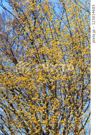 黄色い山茱萸(サンシュユ)の花 黄色い山茱萸(サンシュユ)の花 123814685