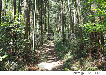 箕輪城  大手尾根口道【群馬県高崎市】 123814738