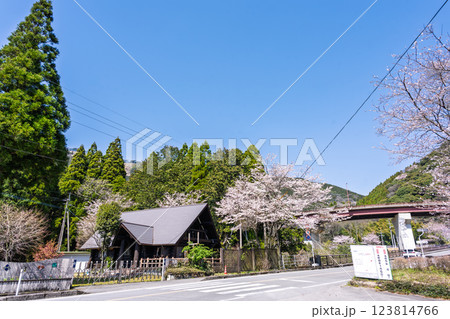 奥球磨(おくくま)ループ橋「桜の花が咲く季節　市房ダムへの道」(熊本県球磨郡水上村湯山) 123814766