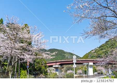 奥球磨(おくくま)ループ橋「桜の花が咲く季節　市房ダムへの道」(熊本県球磨郡水上村湯山) 123814767